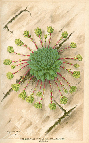 Botanische Illustration von Sempervivum funckii var. aqualiense — Morren E., 1873