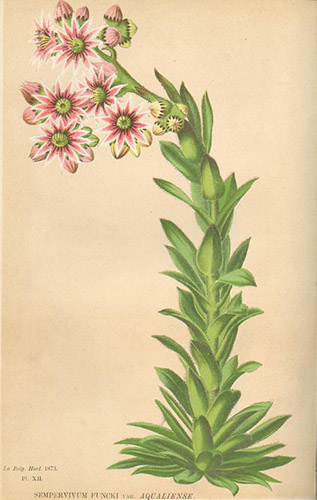 Botanische Tafel von Sempervivum funckii var. aqualiense — Morren E., 1873