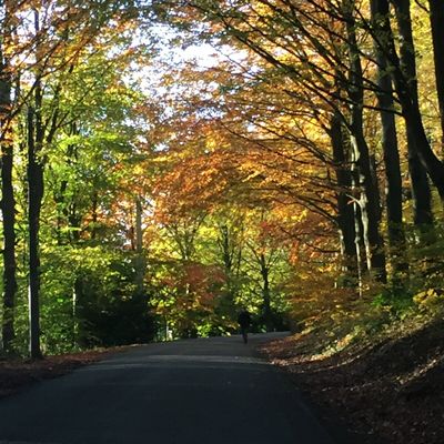The beech tree lane in autumn on the road to Sprimont