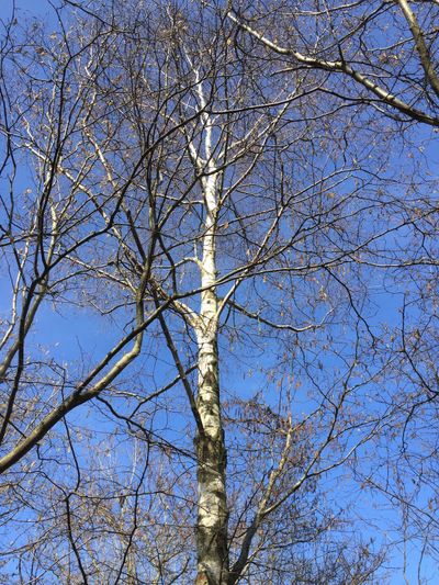 A birch tree in March — did you know birch sap is harvested in spring around here?