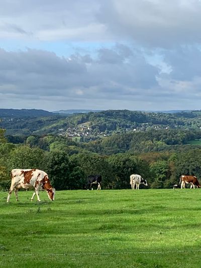 Cows grazing in the surrounding meadows, a typical Belgian Ardennes landscape