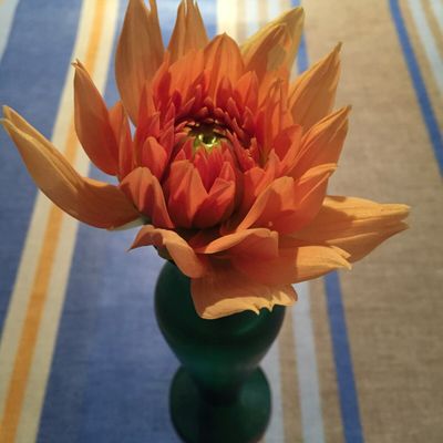 Garden dahlia in October — Véronique has a green thumb!