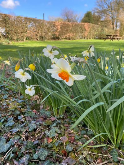 In spring, the daffodils bloom in the garden
