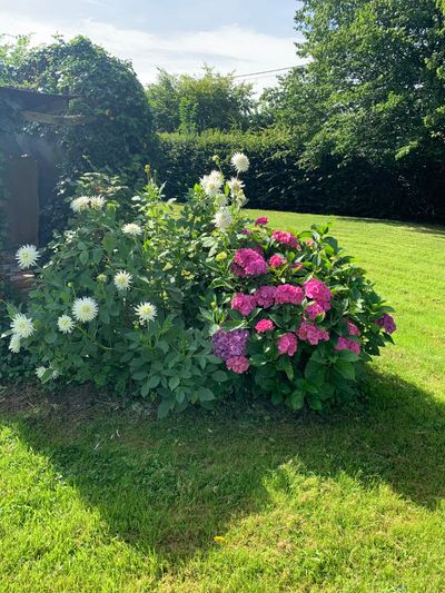 The flower garden in summer — Véronique tends to it all year round