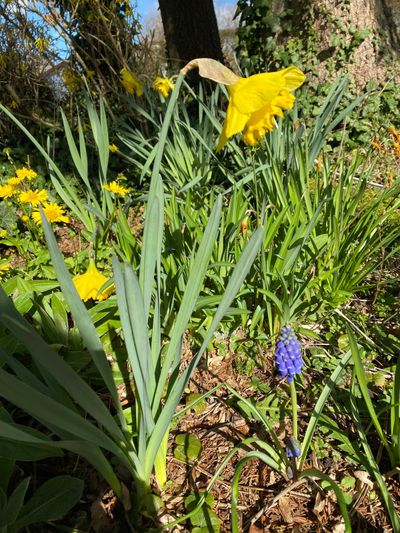 Every season brings its own colours to the garden