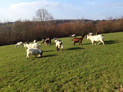 Wild goats enjoying their freedom in the nature reserve