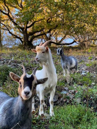 The wild goats of the Heid des Gattes
