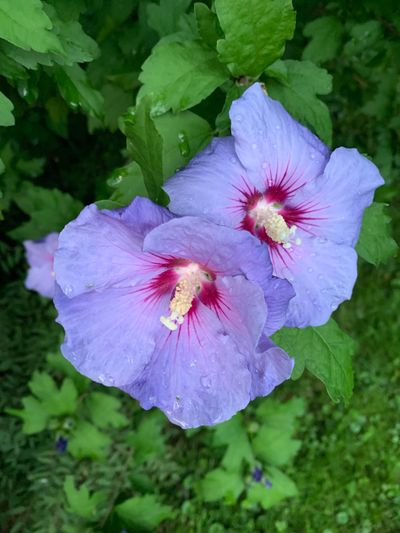 The hibiscus in bloom in August in the garden