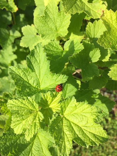 Nature is everywhere here — even the ladybirds feel at home