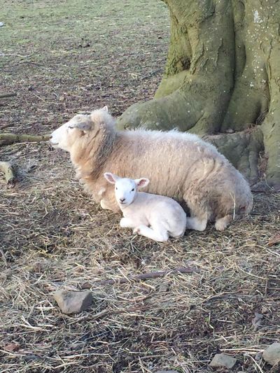 March — a baby lamb born two days ago in a meadow near the cottage. Lots of animals in the fields around the village.