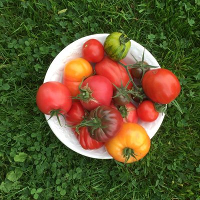 Our neighbour grows different types of tomatoes