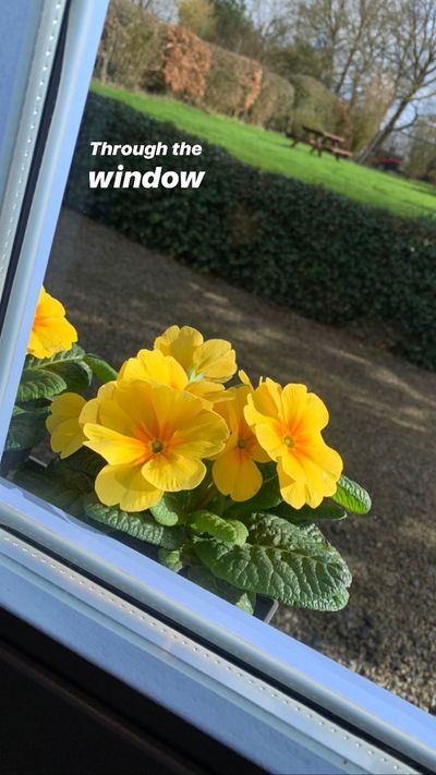 Spring seen from the kitchen window